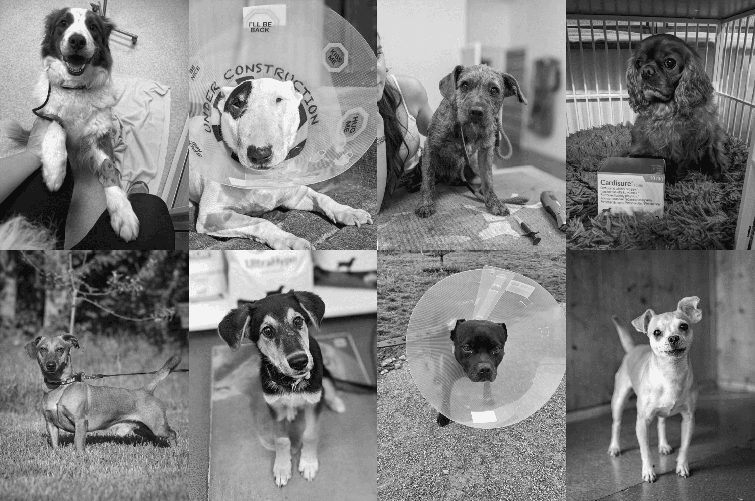 Sbírka: Vánoční dárky pro psy v útulcích